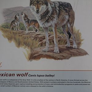 Mexican Wolf Info.