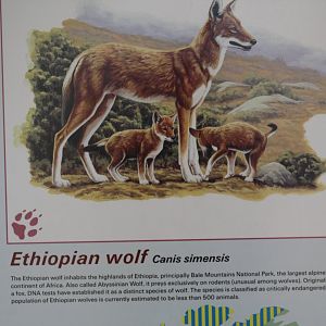 Ethiopian Wolf Info.
