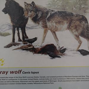 Grey Wolf Info.