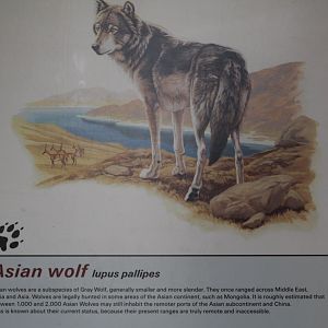Indian Wolf Info.