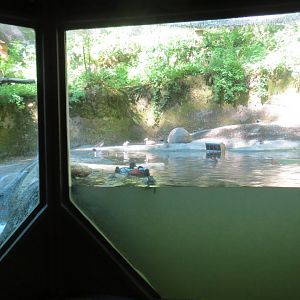 Great Northwest - American Beaver and Waterfowl Exhibit