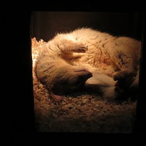 Great Northwest - Ringtail