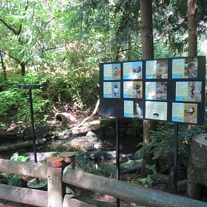 Great Northwest - Aviary