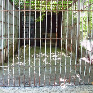 Eurasian wolf exhibit