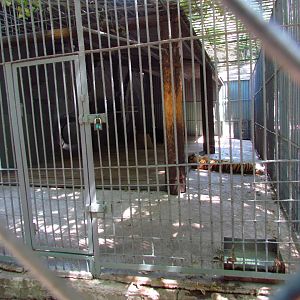 Siberian tiger exhibit