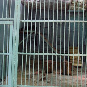 Black jaguar exhibit