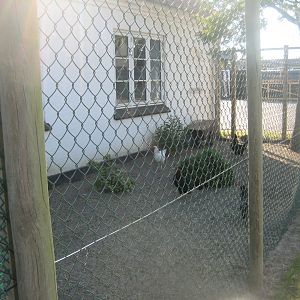 Dyreparken NBV - Chicken exhibit (summer)