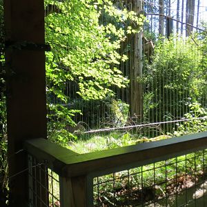 Great Northwest - Cougar Exhibit