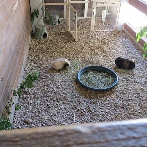 Great Northwest - Guinea Pig Exhibit