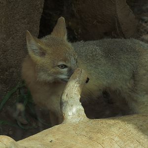 Oklahoma Trails - Swift Fox Exhibit