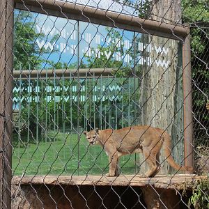 Oklahoma Trails - Cougar Exhibit
