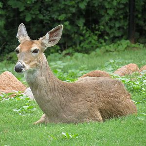 Oklahoma Trails - White-tailed Deer and Trumpeter Swan Exhibit