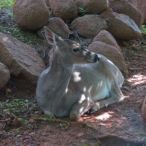 Oklahoma Trails - White-tailed Deer and Trumpeter Swan Exhibit