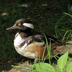 Oklahoma Trails - Aviary - Hooded Merganser