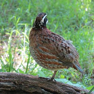 Oklahoma Trails - Aviary - Northern Bobwhite