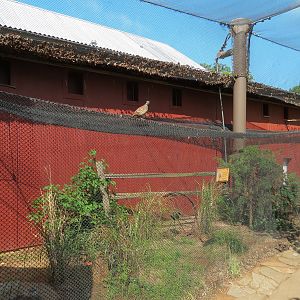 Oklahoma Trails - Aviary Interior and Burrowing Owl Exhibit