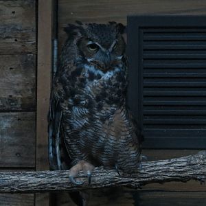 Oklahoma Trails - Creatures of the Night  - Great Horned Owl Exhibit