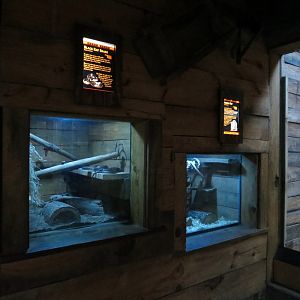 Oklahoma Trails - Creatures of the Night  - Black Rat Snake and Norway Rat Exhibits