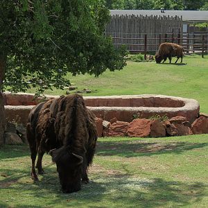 Oklahoma Trails - American Bison Exhibit