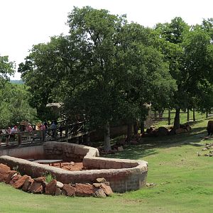 Oklahoma Trails - American Bison Exhibit