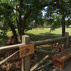 Oklahoma Trails - American Bison Exhibit