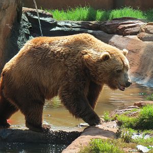 Oklahoma Trails - Grizzly Bear Exhibit
