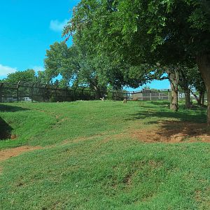 Oklahoma Trails - Grizzly Bear Exhibit Viewing