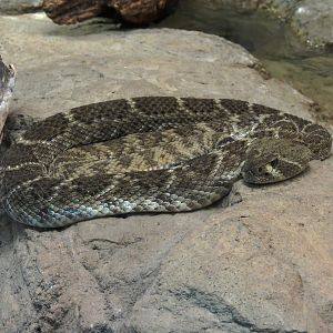 Oklahoma Trails - Big Rivers - Western Diamondback Rattlesnake Exhibit