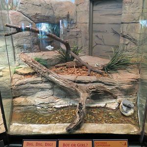 Oklahoma Trails - Big Rivers - Southern Copperhead Exhibit