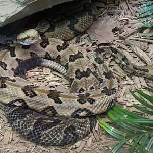 Oklahoma Trails - Big Rivers - Timber Rattlesnake Exhibit