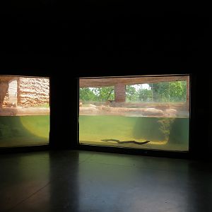Oklahoma Trails - Big Rivers - American River Otter Exhibit