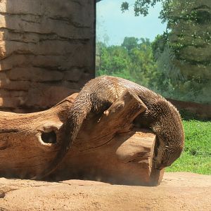 Oklahoma Trails - Big Rivers - American River Otter Exhibit
