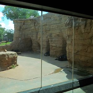 Oklahoma Trails - Big Rivers - American Black Bear Exhibit Viewing Area