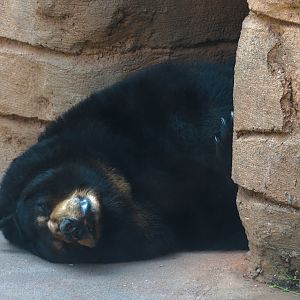 Oklahoma Trails - Big Rivers - American Black Bear Exhibit