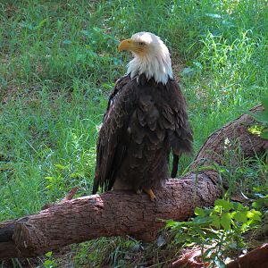 Oklahoma Trails - Bald Eagle Exhibit