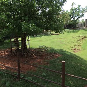 Oklahoma Trails - American Elk Exhibit