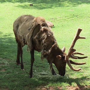 Oklahoma Trails - American Elk Exhibit