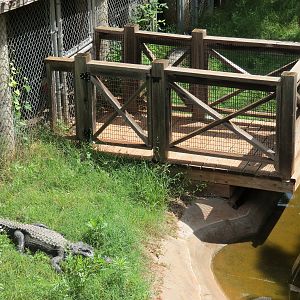 Oklahoma Trails - American Alligator Exhibit