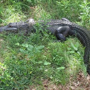 Oklahoma Trails - American Alligator Exhibit
