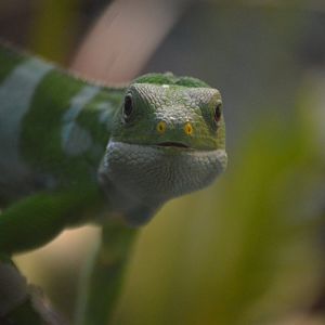 Brachylophus fasciatus