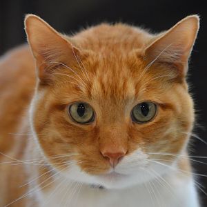 Ferris, Felis silvestris catus