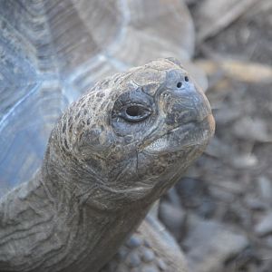 Chelonoidis nigra vicina