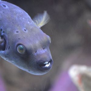 Arothron nigropunctatus