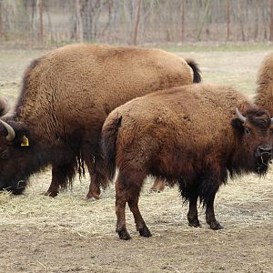 Pure Plains Bison