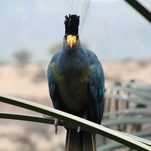 Great Blue Turaco