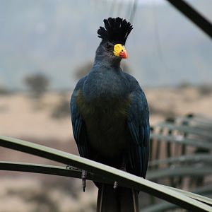 Great Blue Turaco