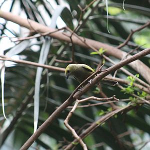 Palm Tanager