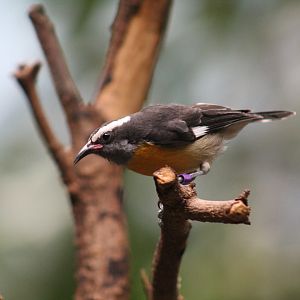 Haitian Bananaquit