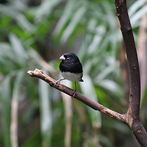 Black-and-White Seedeater