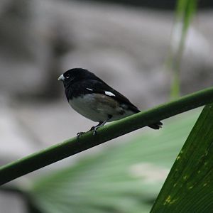 Black-and-White Seedeater